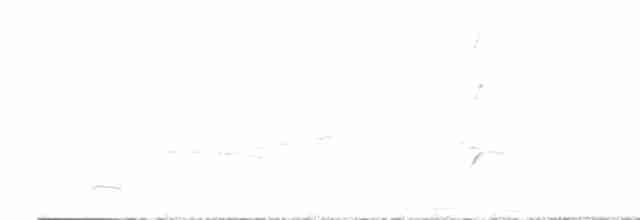 Myrmidon à flancs blancs - ML582640791