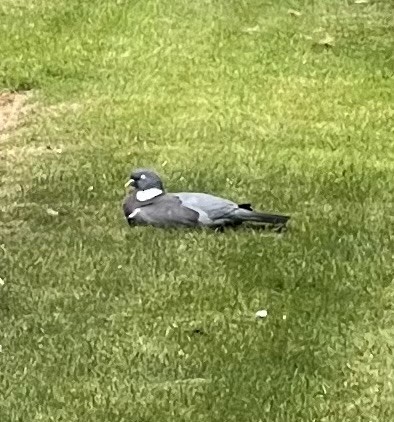 Common Wood-Pigeon - ML582641281