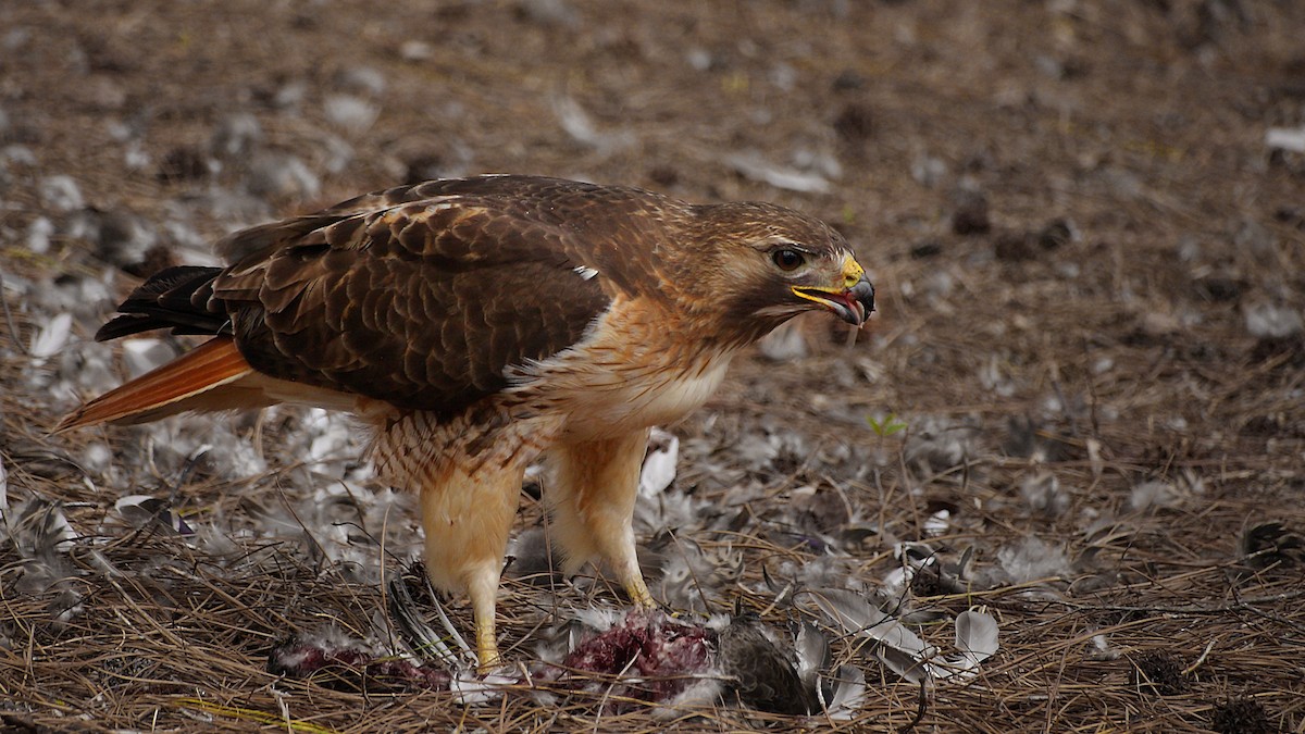 Red-tailed Hawk - Stephen Thomas