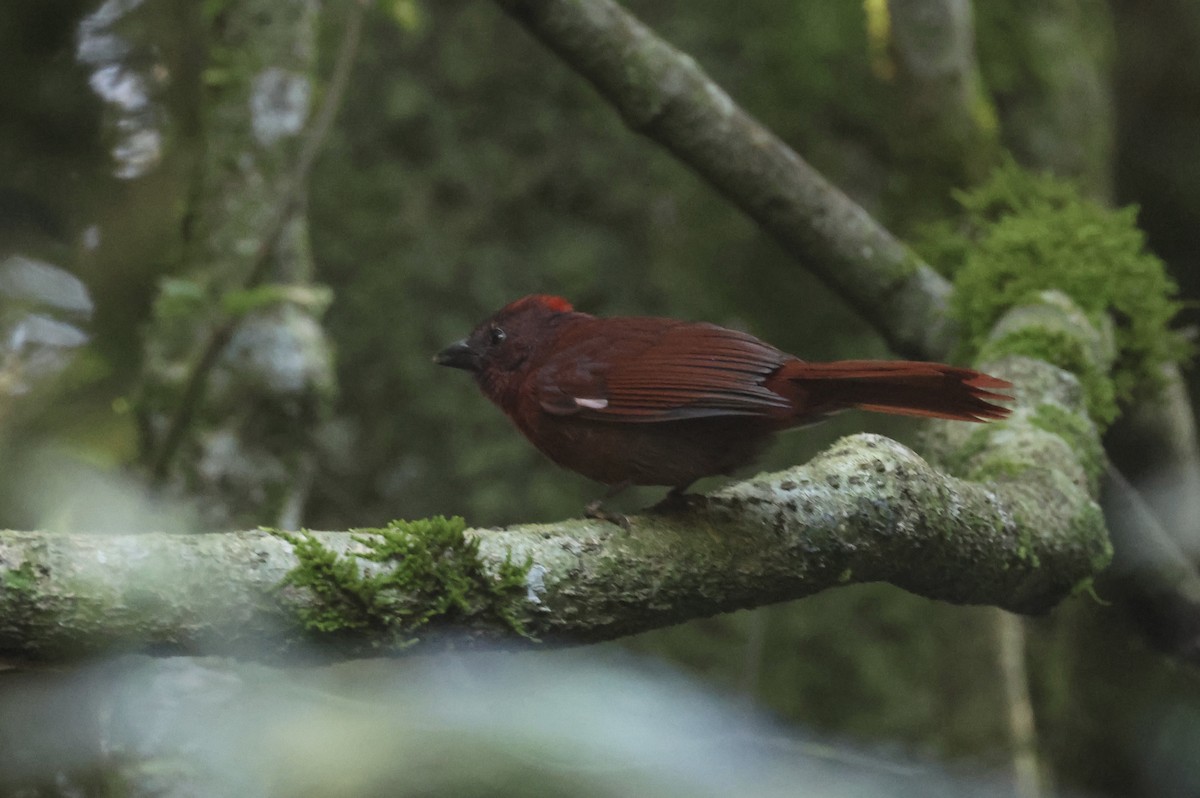 Red-crowned Ant-Tanager - ML582646771