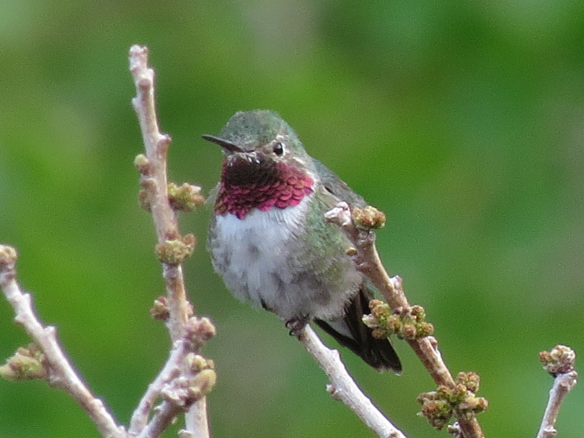 Broad-tailed Hummingbird - Sharyn Isom
