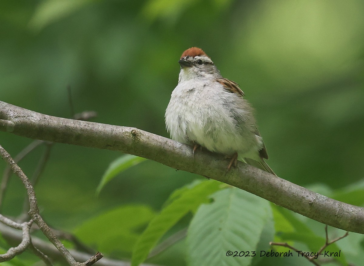 Chipping Sparrow - ML582653721
