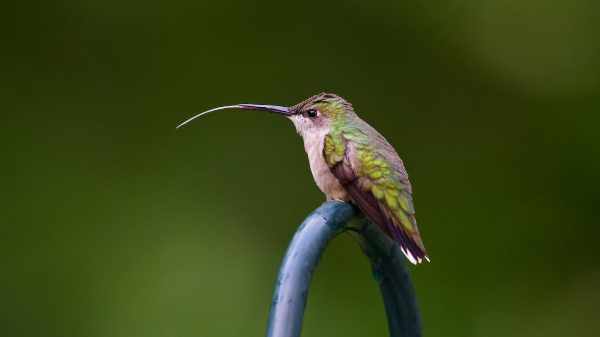 Ruby-throated Hummingbird - Brian Rusnica