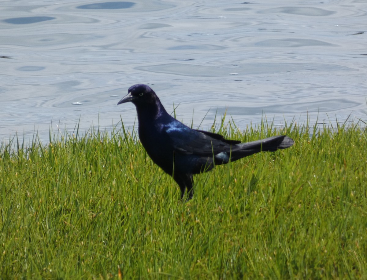 Boat-tailed Grackle - ML582656021