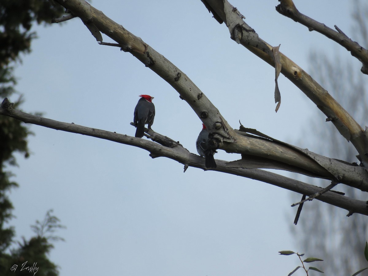 Red-crested Cardinal - Zulima Sachupbach