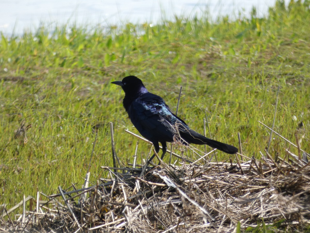 Boat-tailed Grackle - ML582656921