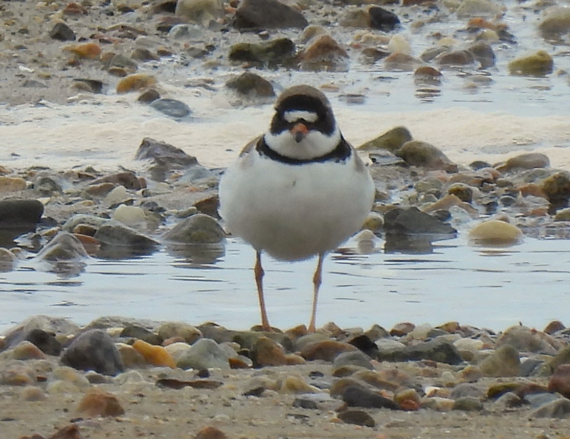 Semipalmated Plover - ML582657671