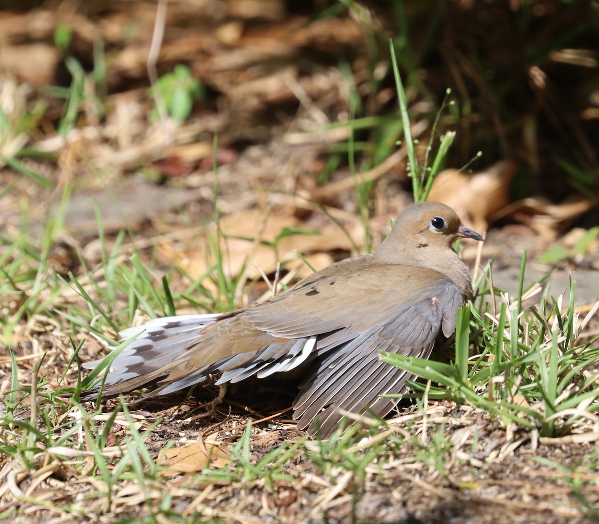 eBird Checklist - 8 Jun 2023 - Deer Run, Gainesville, Fl - 10 species
