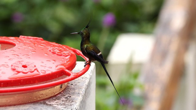 kolibřík ostrochocholatý - ML582661381
