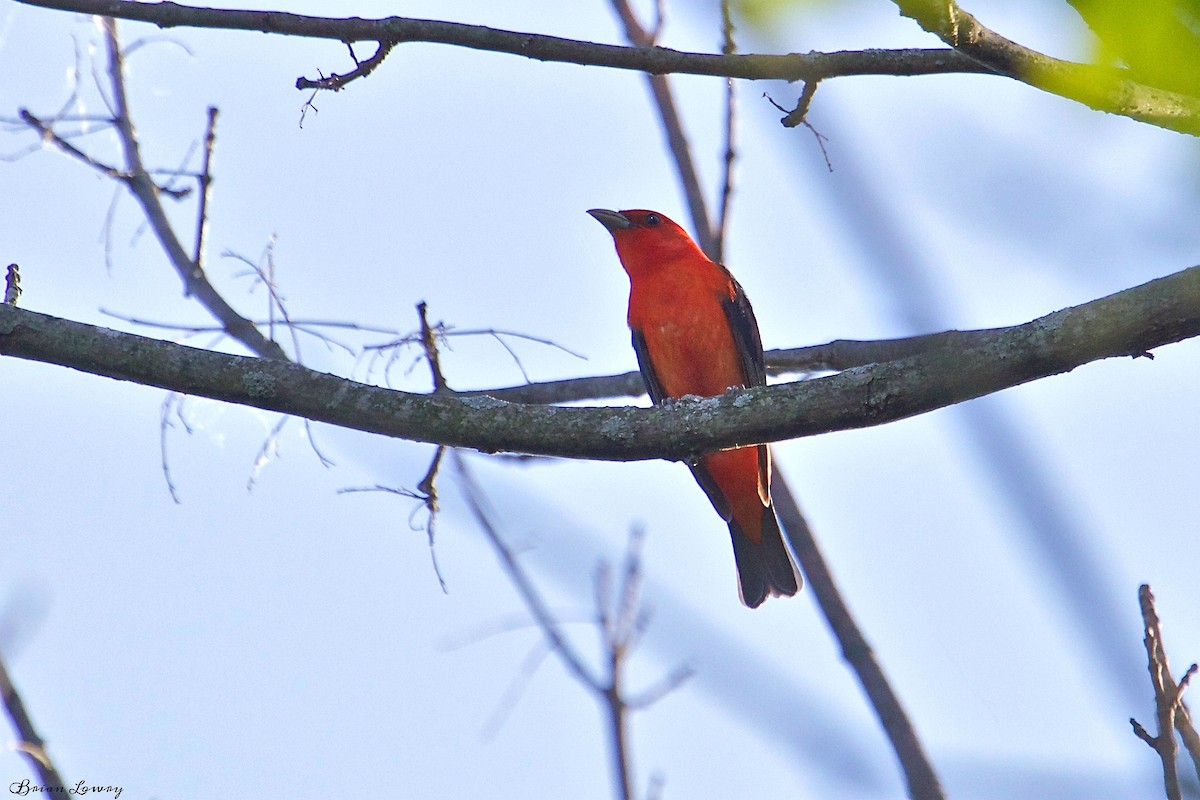 Scarlet Tanager - Brian Lowry