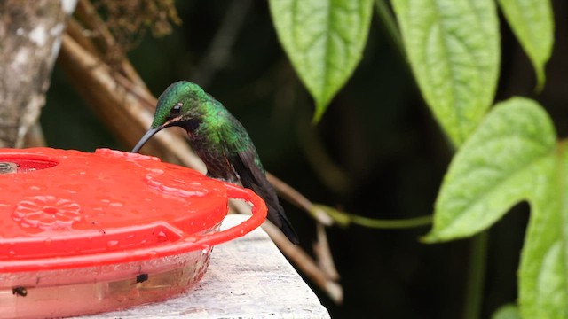 kolibřík zelenoprsý - ML582662221