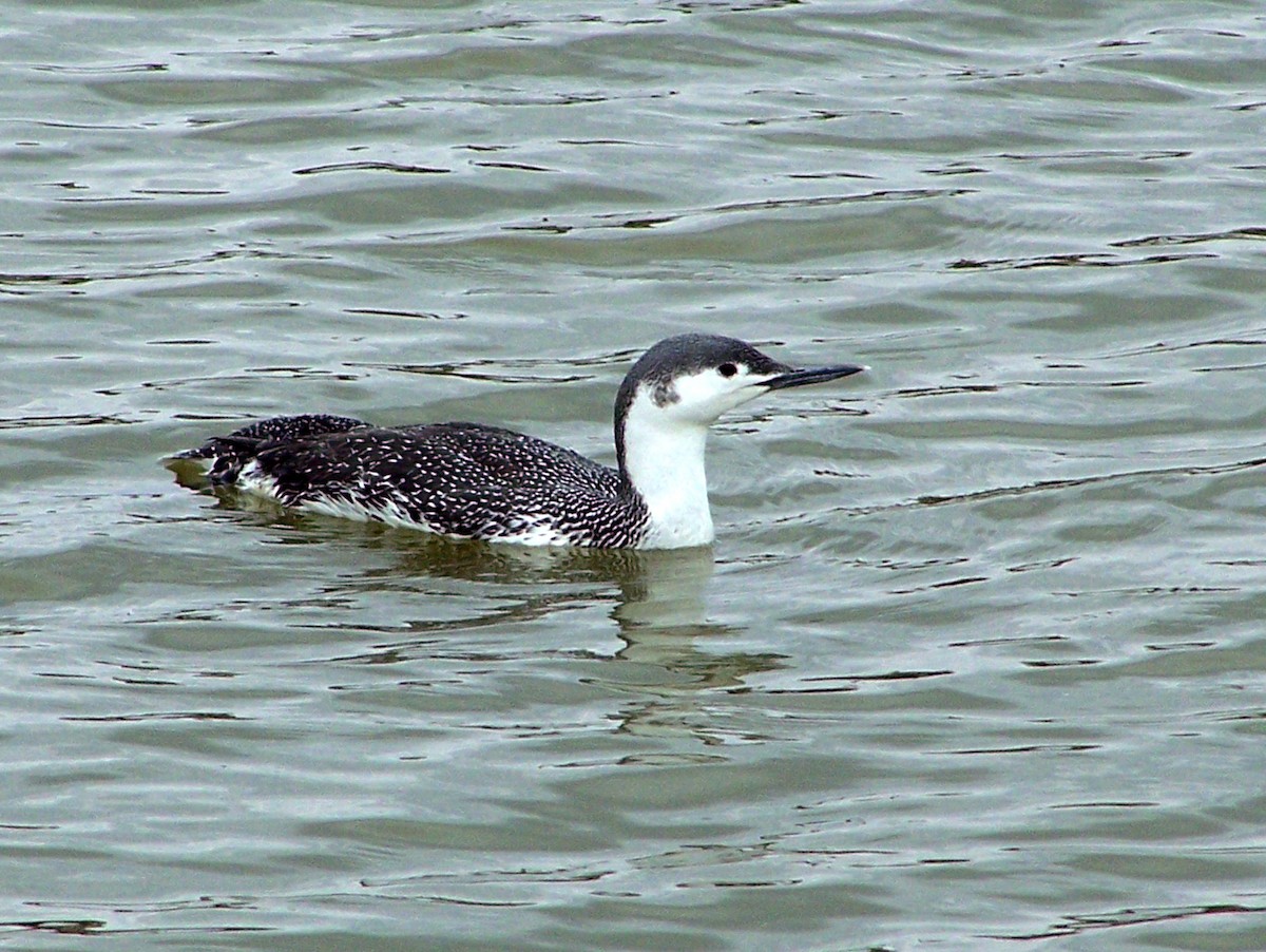 Red-throated Loon - Brian Hicks