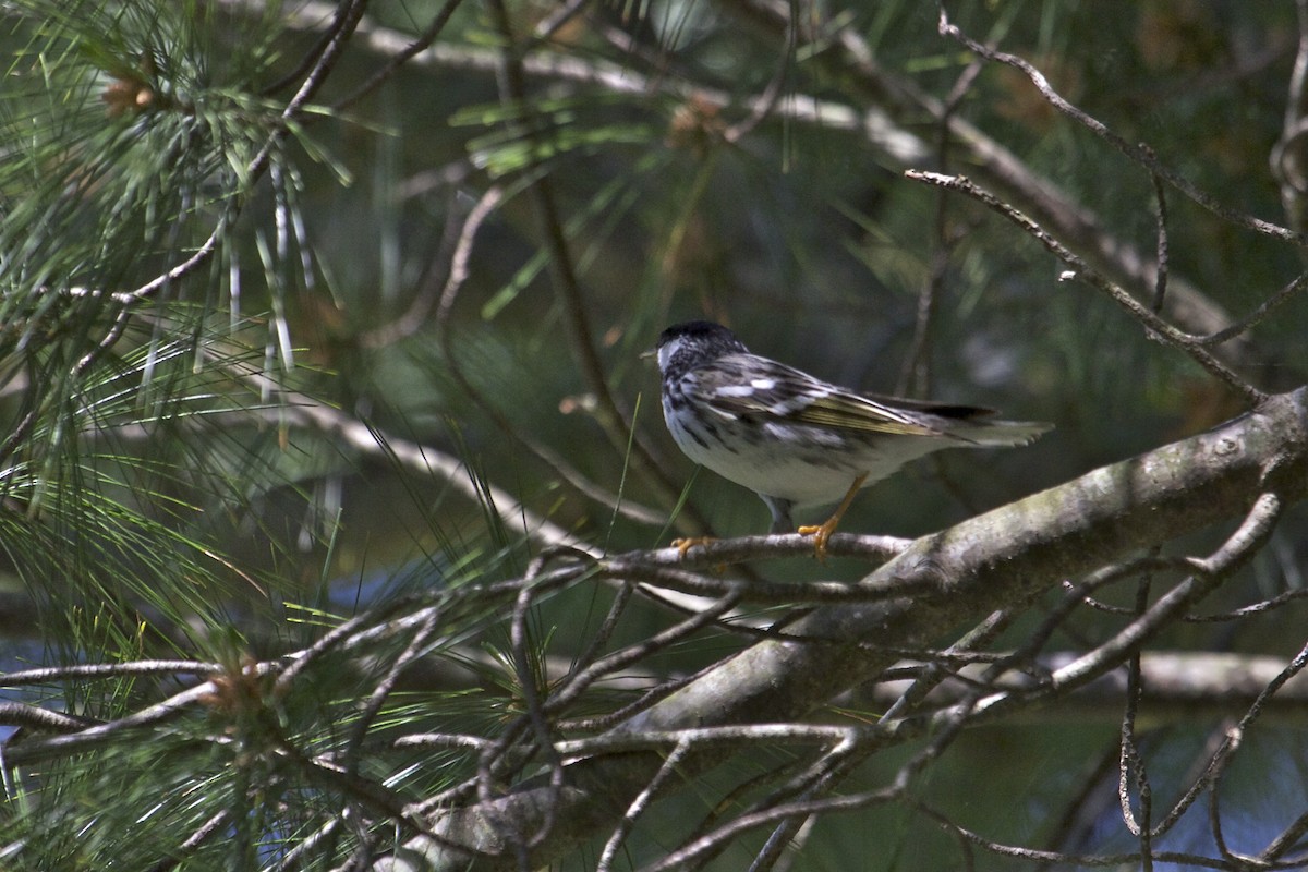 Blackpoll Warbler - Brian Lowry
