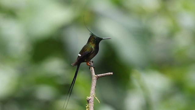 kolibřík ostrochocholatý - ML582663771