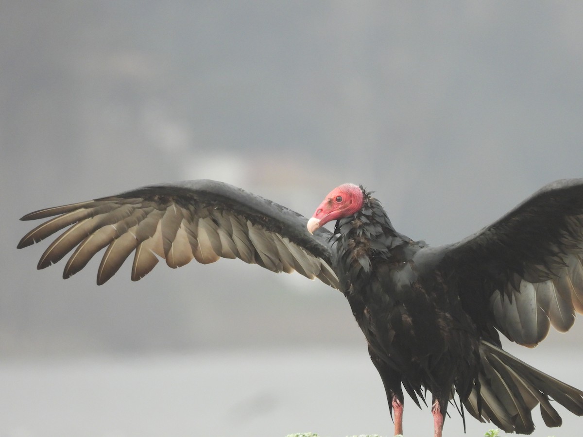 Turkey Vulture - ML582664291