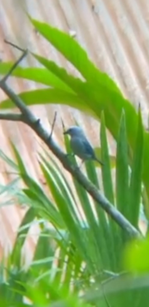 Blue-gray Tanager - ML582665161