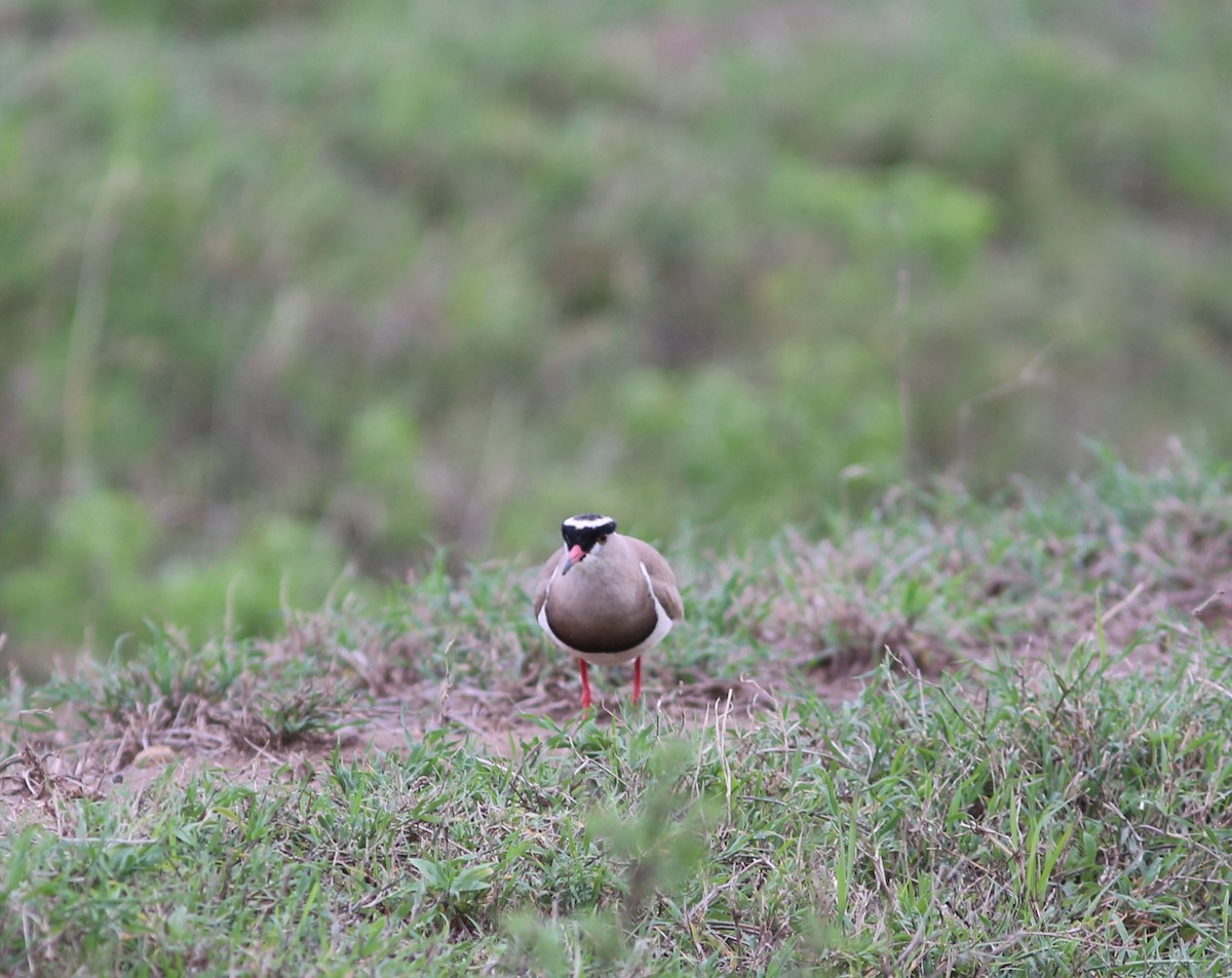 Crowned Lapwing - ML582665311