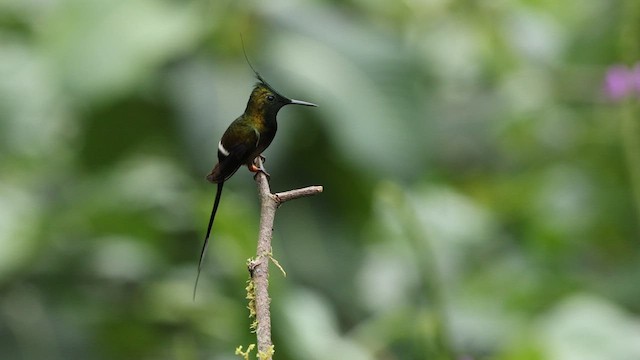 kolibřík ostrochocholatý - ML582665541