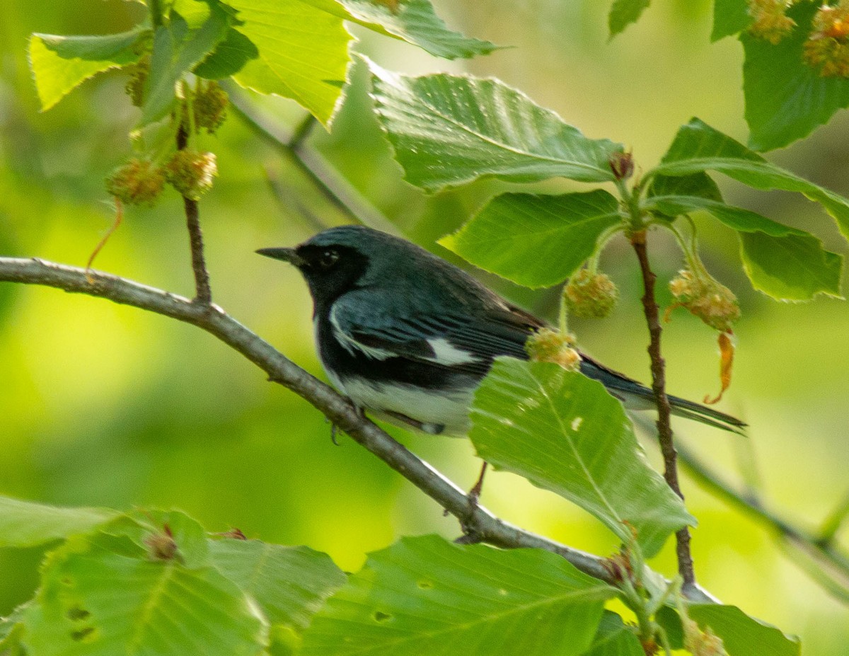 Black-throated Blue Warbler - Donald Thompson