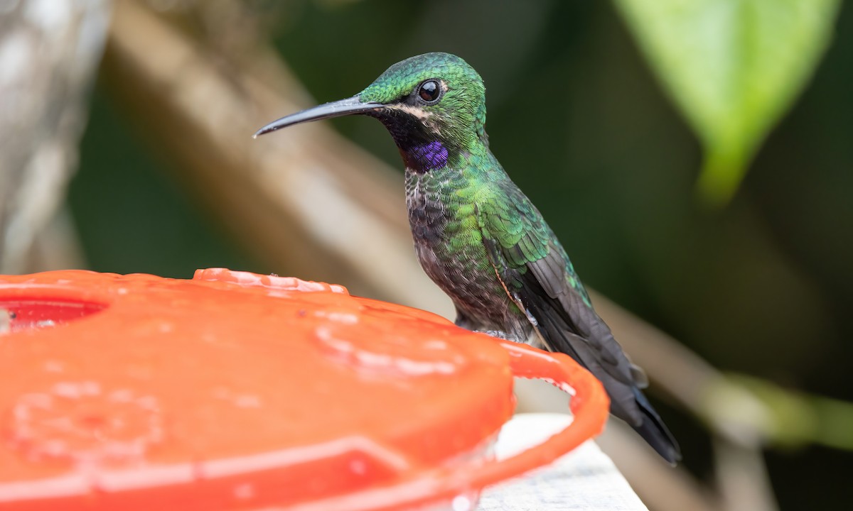 kolibřík zelenoprsý - ML582666221