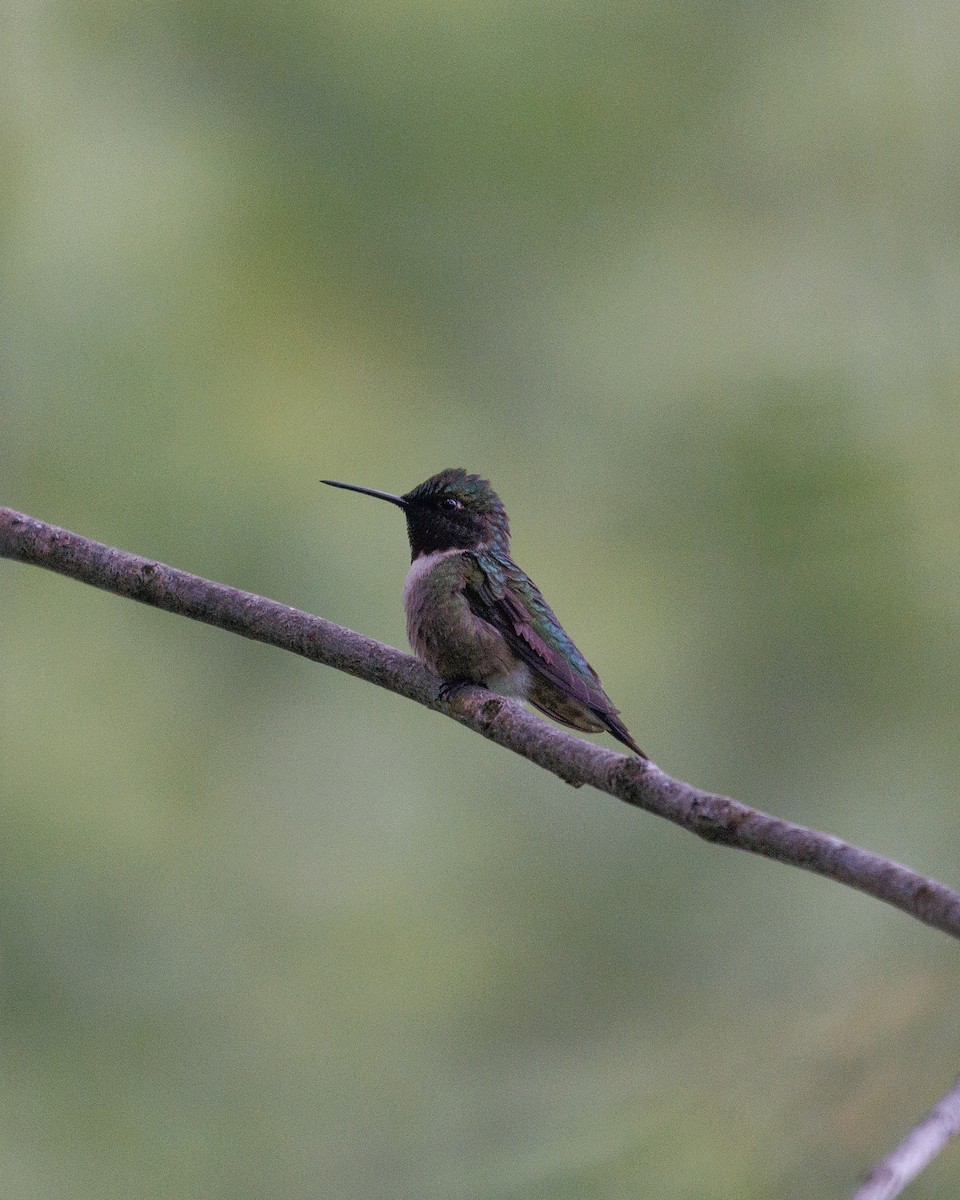 Ruby-throated Hummingbird - ML582670551