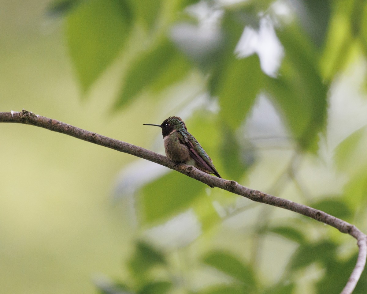 Ruby-throated Hummingbird - ML582670561