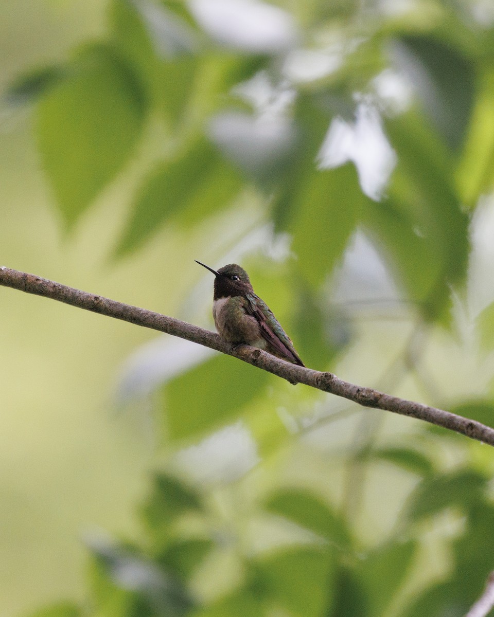 Ruby-throated Hummingbird - ML582670571