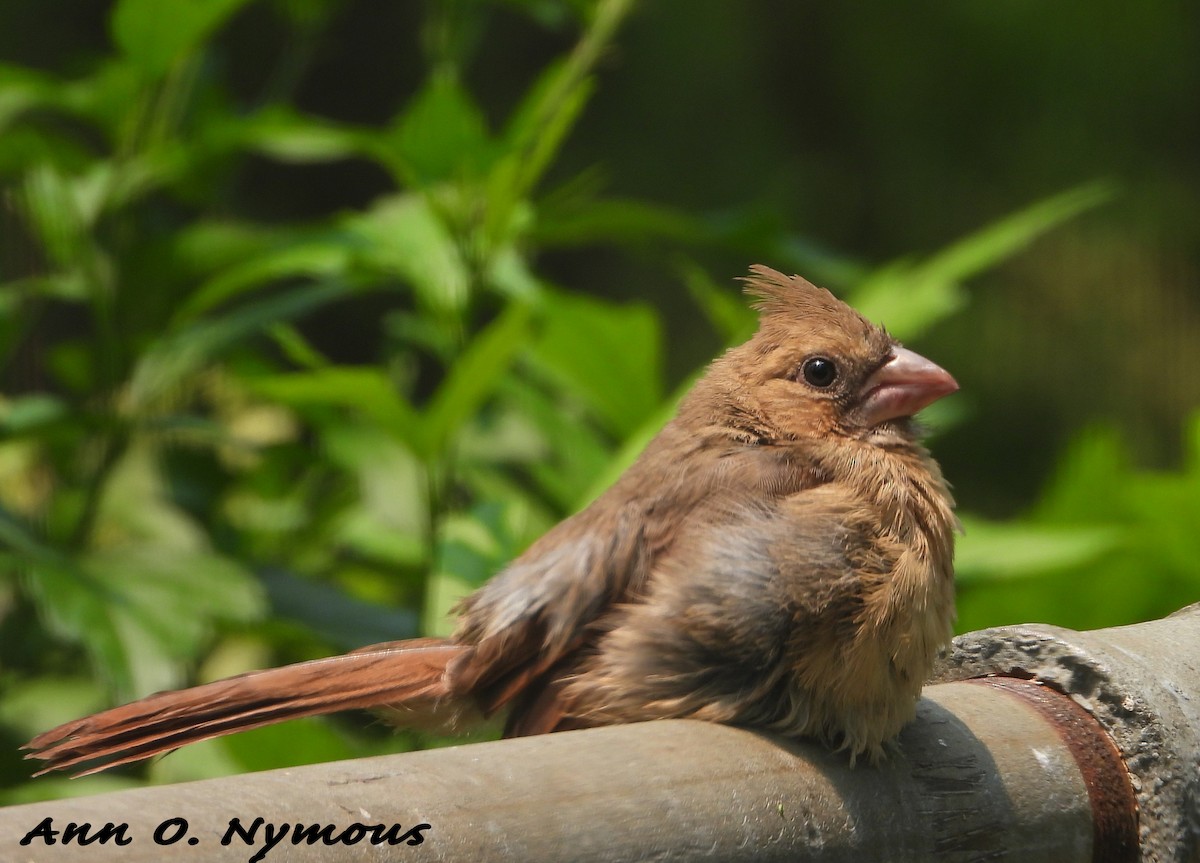 MarylandDC Breeding Bird Atlas Checklist 8 Jun 2023 Fort Smallwood