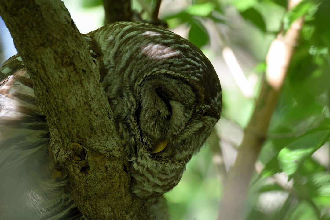 Barred Owl - Vern Wilkins 🦉