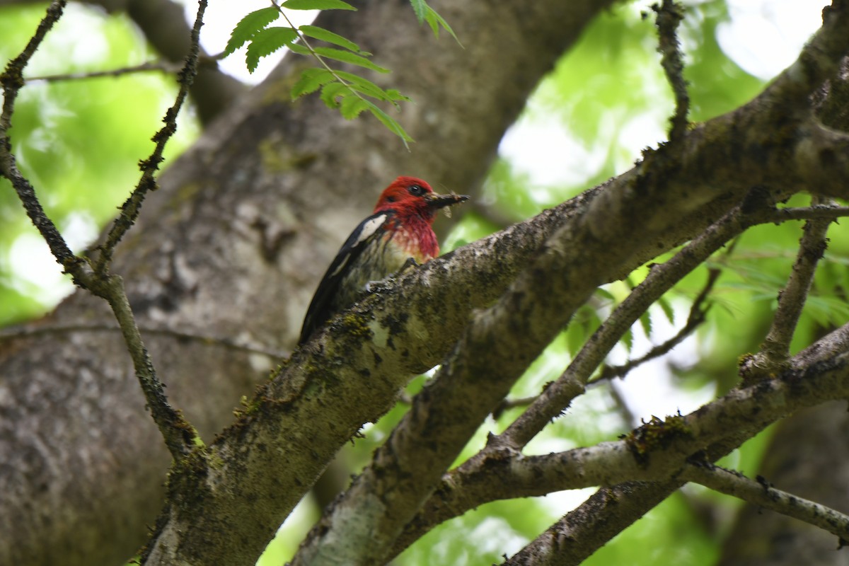 Red-breasted Sapsucker - ML582675471