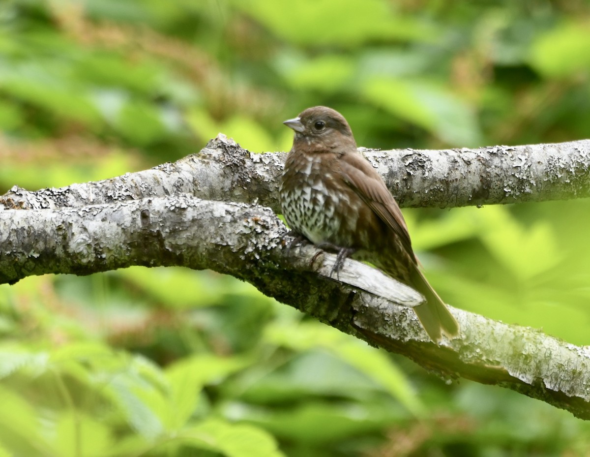 Fox Sparrow (Sooty) - ML582675681