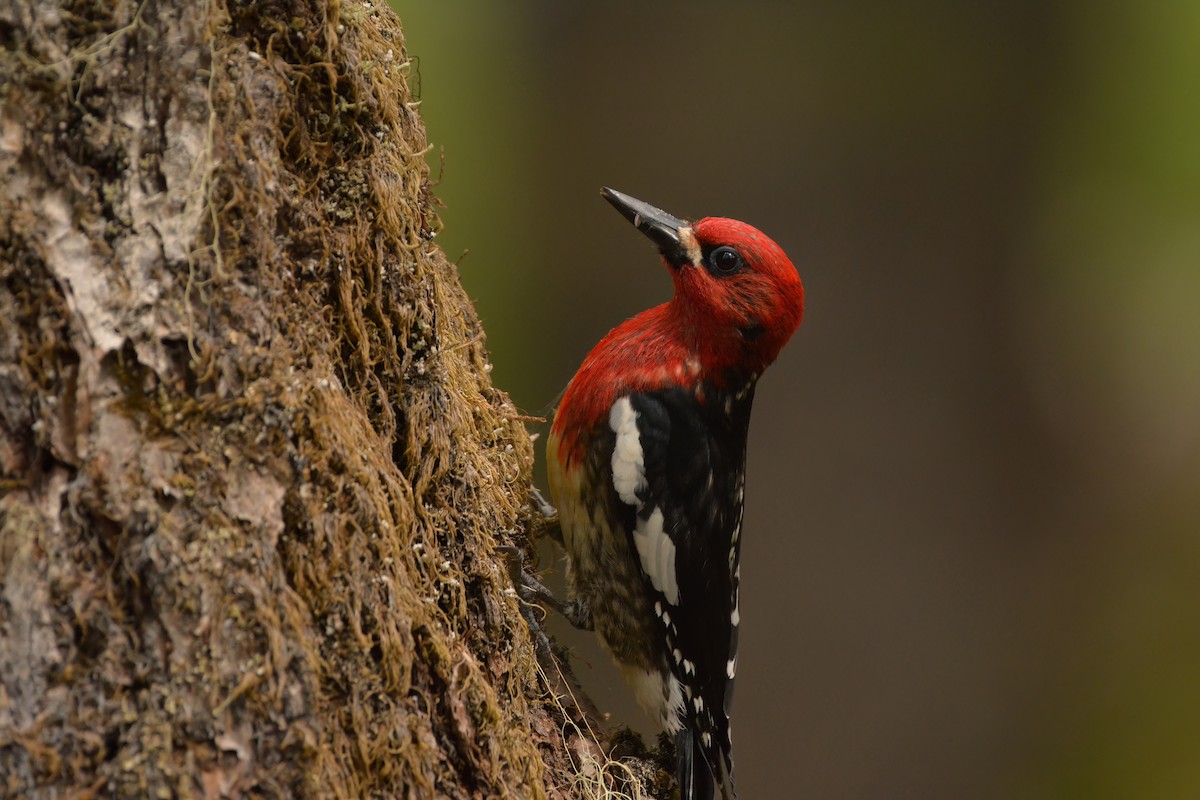 Red-breasted Sapsucker - ML582675951