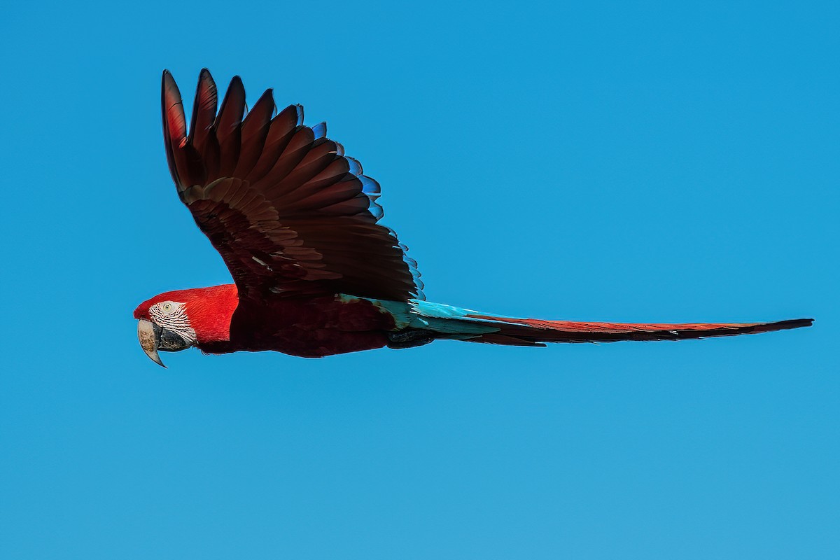 Red-and-green Macaw - ML582676041