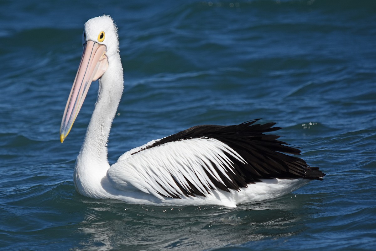 Australian Pelican - Geoffrey Groom