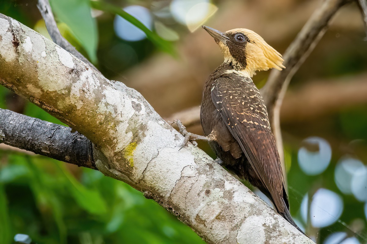 Pale-crested Woodpecker - ML582676381