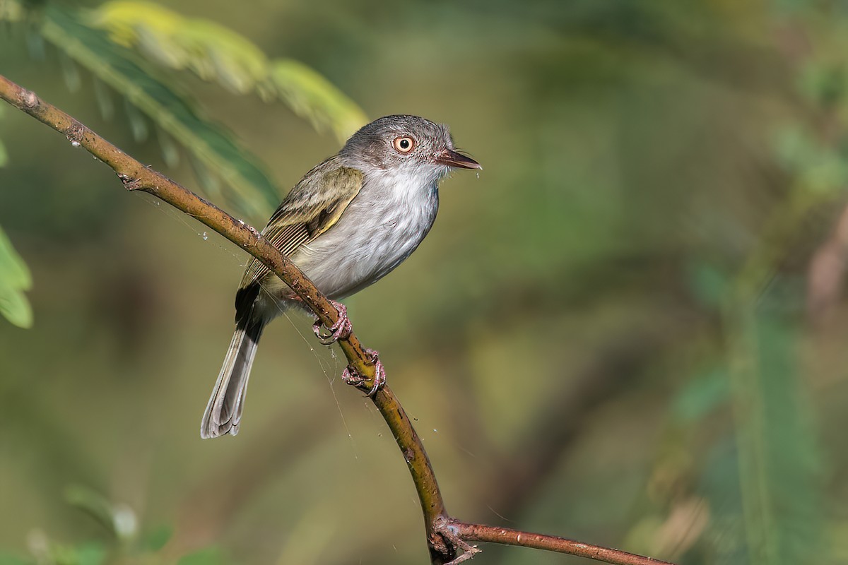 Pearly-vented Tody-Tyrant - ML582677181