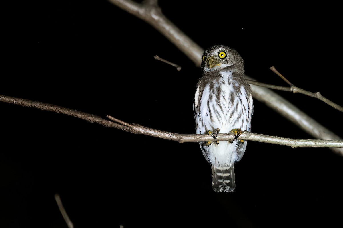 Ferruginous Pygmy-Owl - ML582677401