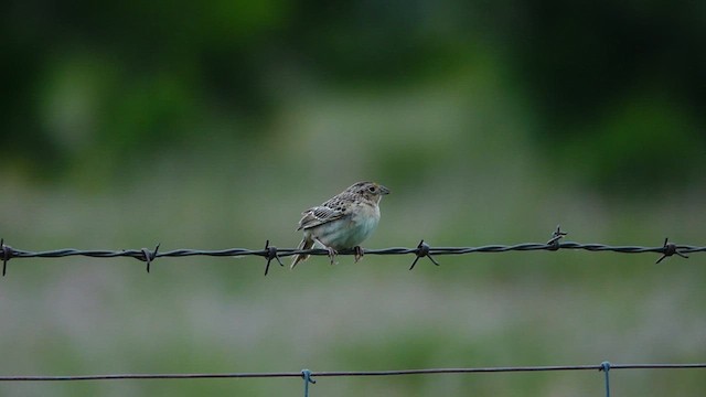 Grasshopper Sparrow - ML582679711