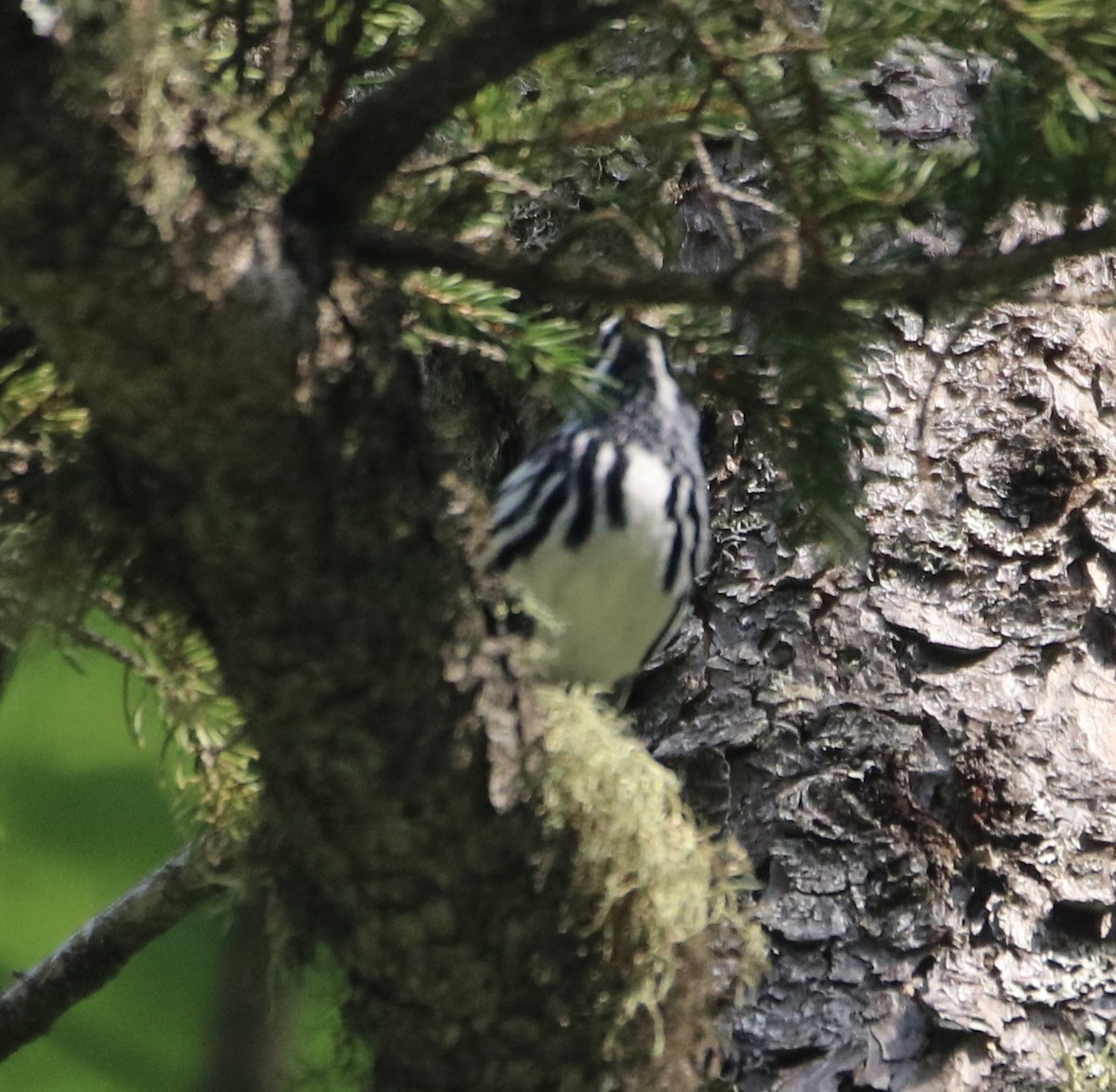 Black-and-white Warbler - ML582680511