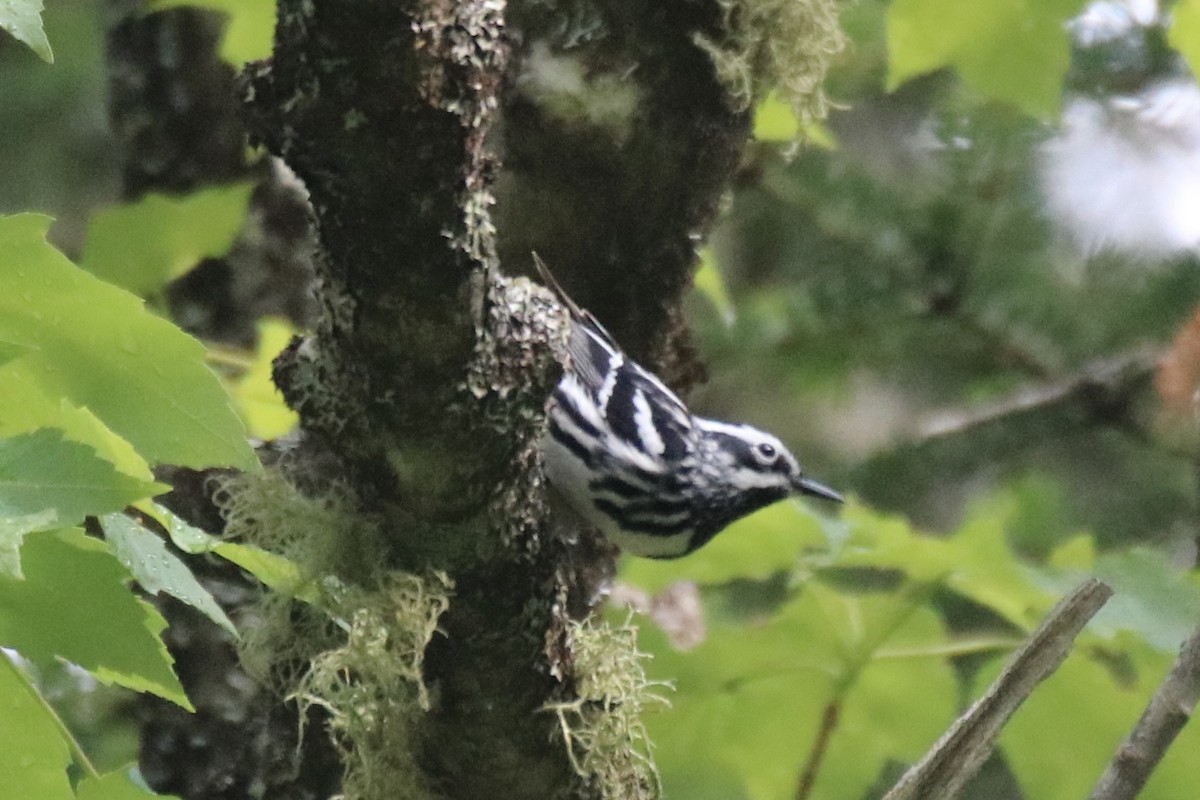 Black-and-white Warbler - ML582680521