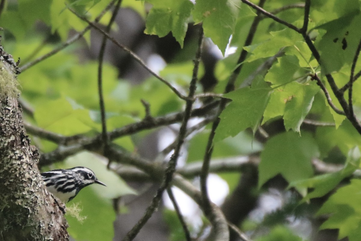 Black-and-white Warbler - ML582680531