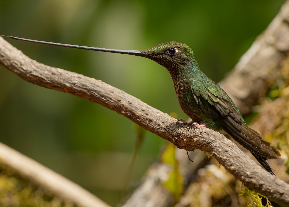 Sword-billed Hummingbird - ML582683481