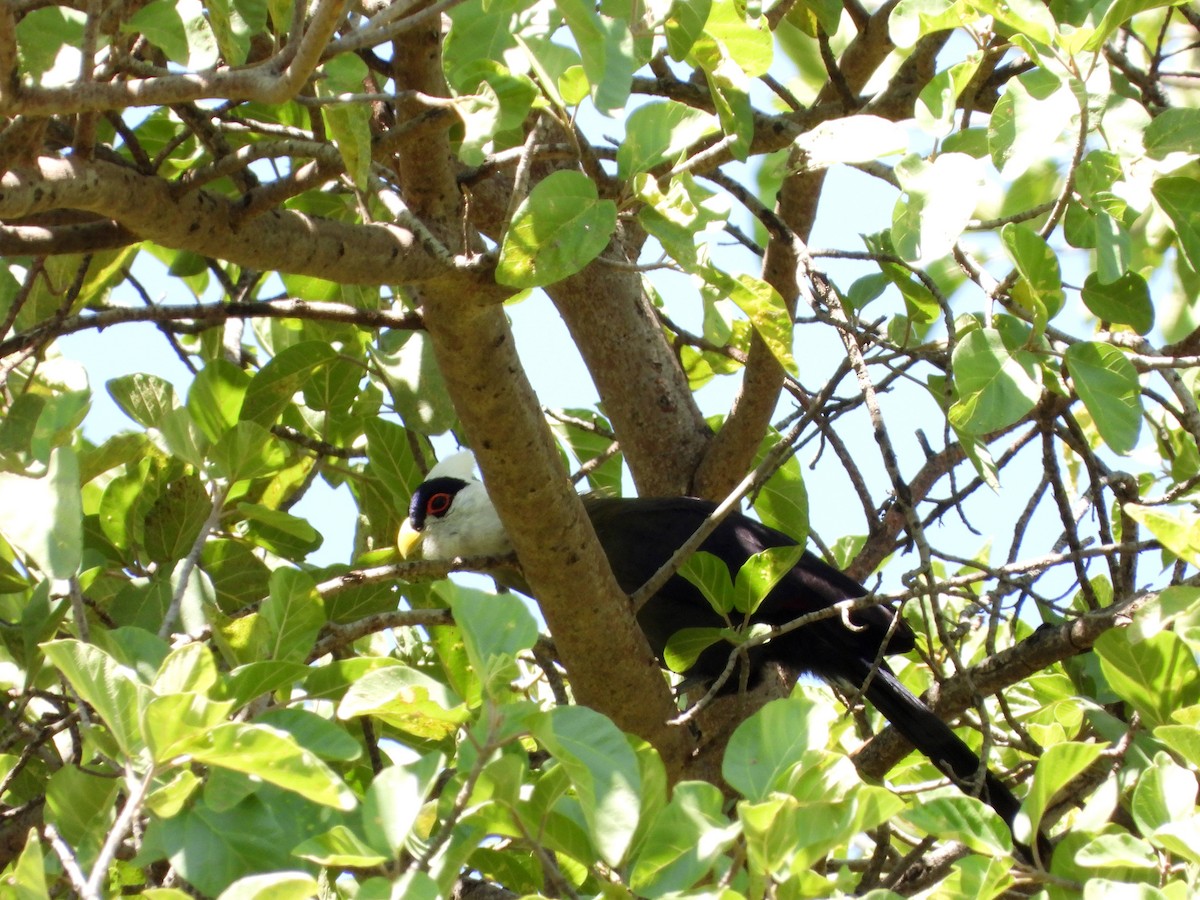 White-crested Turaco - ML582683671