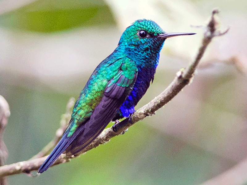 Beautiful Purple Hummingbirds