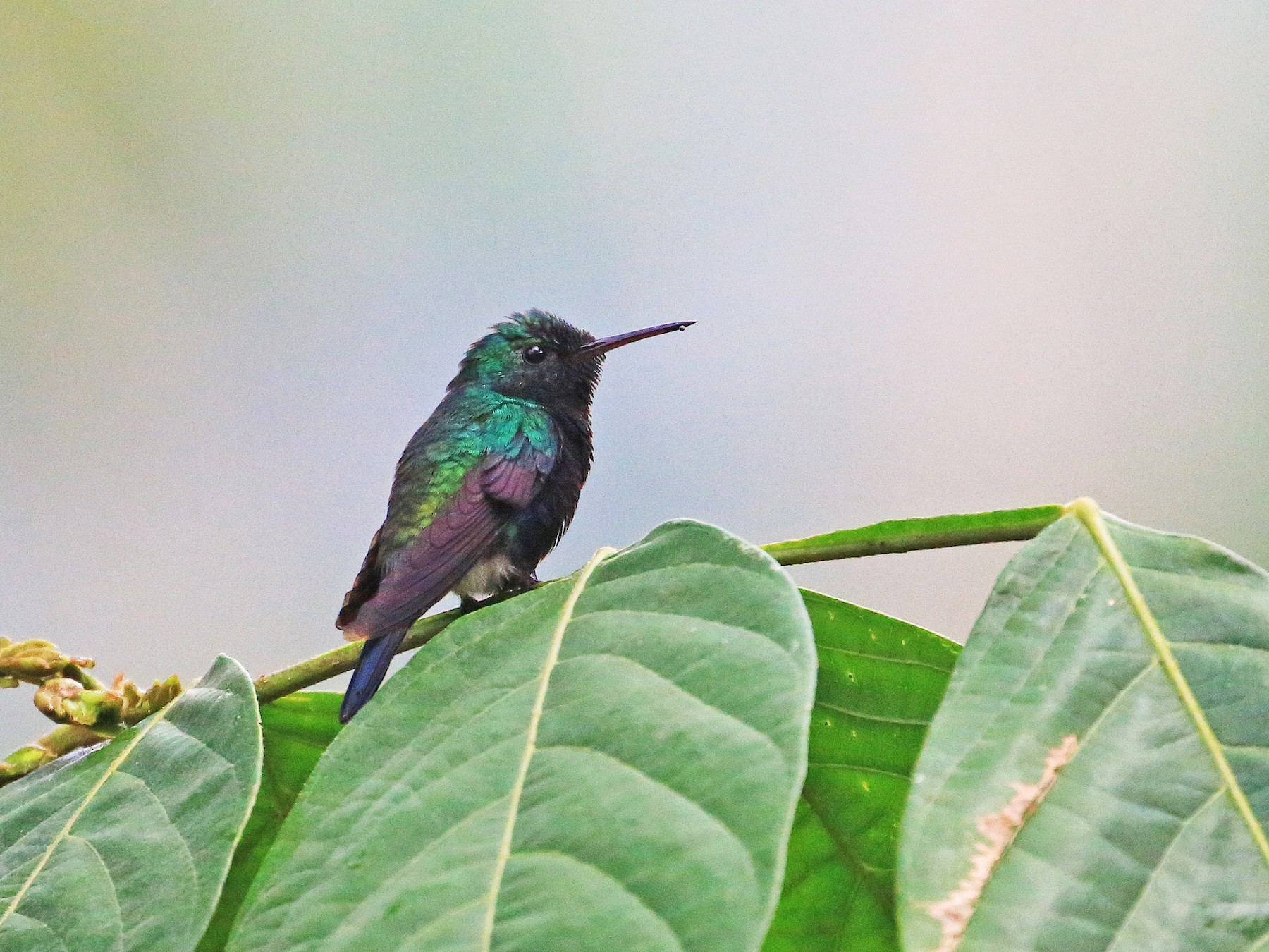 Violet-bellied Hummingbird - Tim Lenz