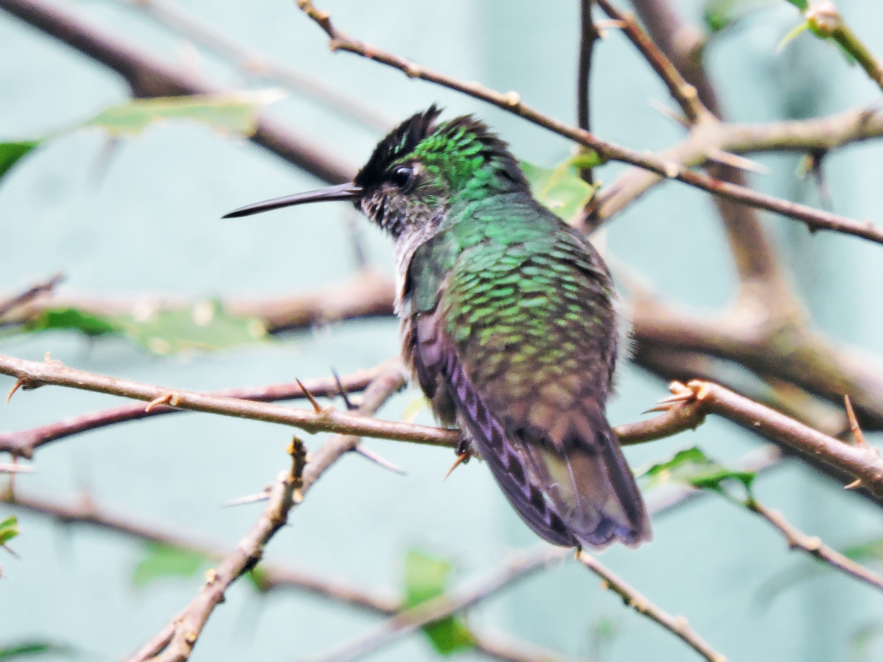 Violet-bellied Hummingbird - Gary Hantsbarger