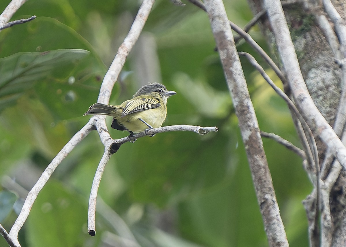 Gray-crowned Flatbill - ML582684961