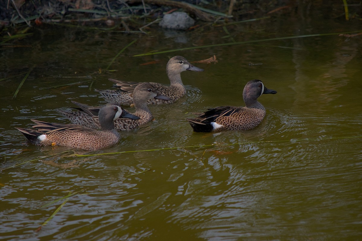 Blue-winged Teal - ML582685761