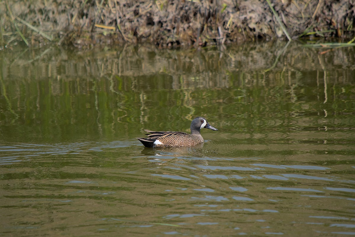 Blue-winged Teal - ML582685851