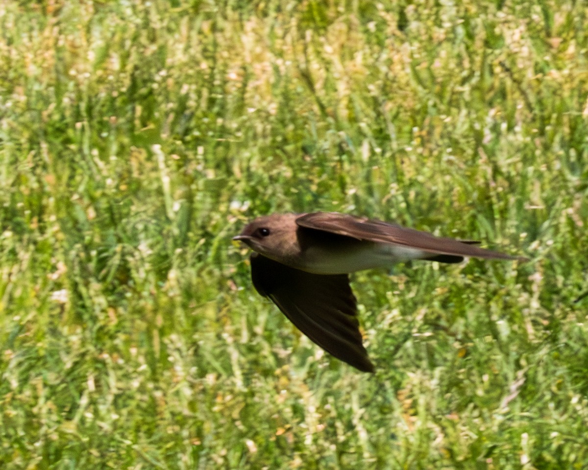 Northern Rough-winged Swallow - ML582687161